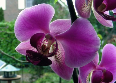 Phalaenopsis.jpg