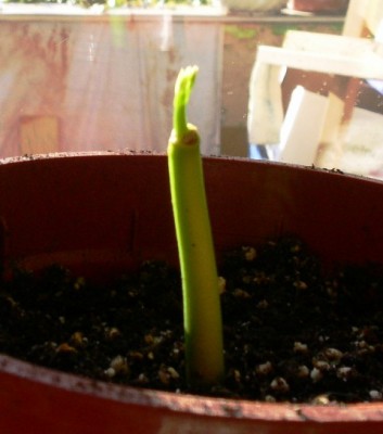 PICT0043.JPG