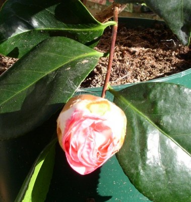 PICT0042.JPG