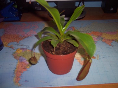 100_1003.JPG