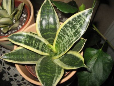 Sansevieria bunt1.JPG