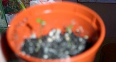 PICT0026.JPG