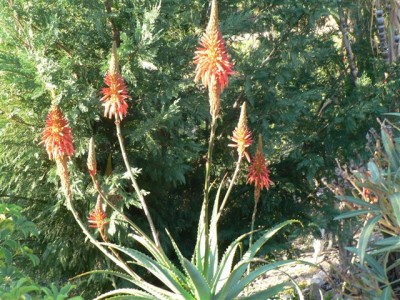 Horsts Pflanzen 087.jpg