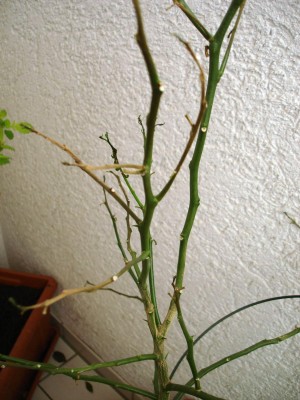 Bild011.jpg