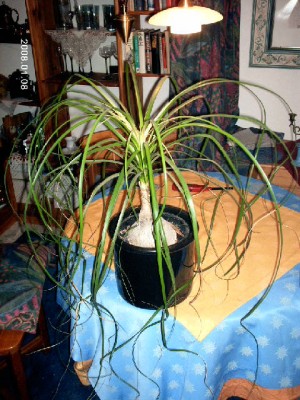 green2 009.jpg