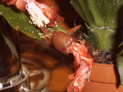 IMG00067.JPG