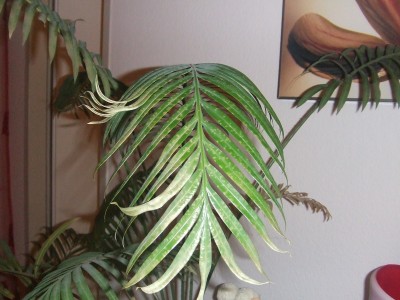 DSCF4557.JPG