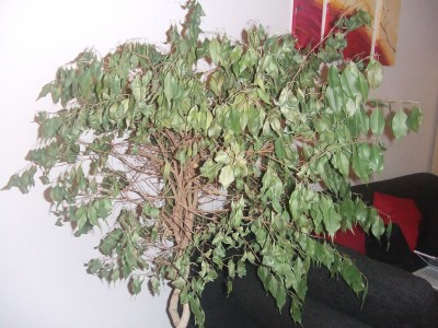 DSCF4558.JPG