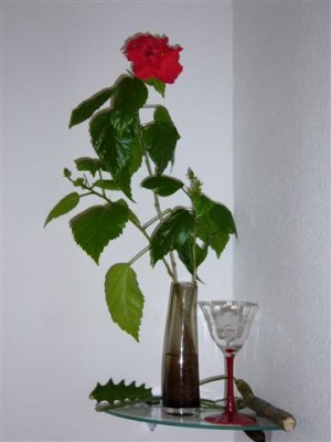 Hibiskus1.JPG