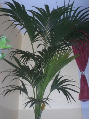 Pflanzen 12.07 014.jpg