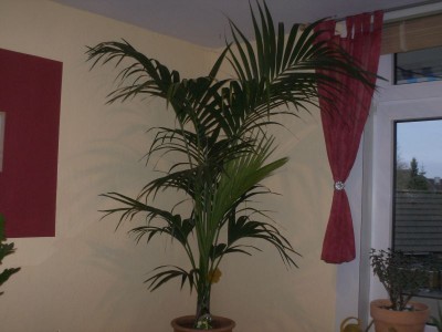 Pflanzen 12.07 011.jpg