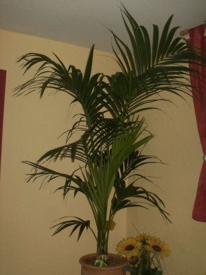 Pflanzen 12.07 005.jpg