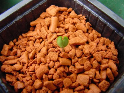jacarandababy6jo.jpg