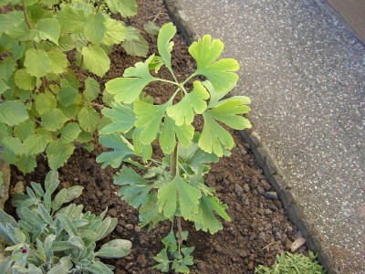 Ginkgo.JPG
