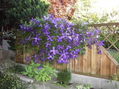 Clematis9.JPG