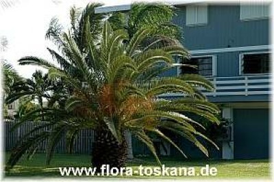 phoenix_canariensis_2_-_041106.jpg