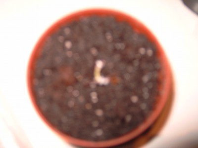 M4110015.JPG