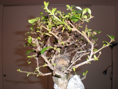 mein_bonsai.jpg