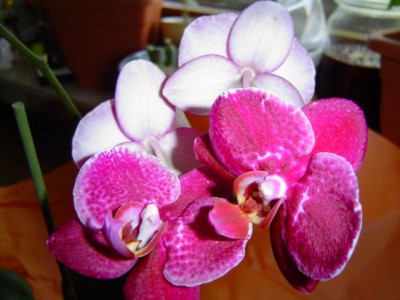 Orchidee.jpg