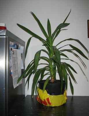 yucca.JPG