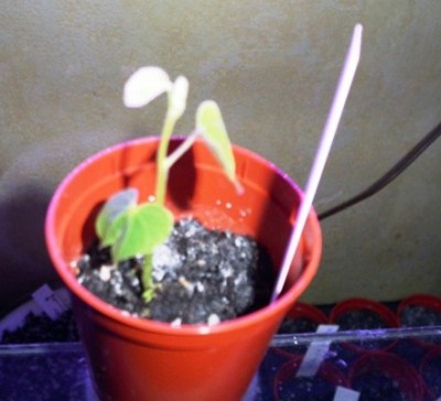 PICT0088.JPG