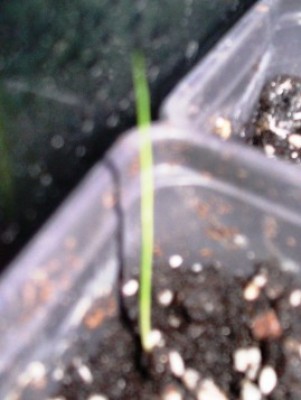 PICT0091.JPG