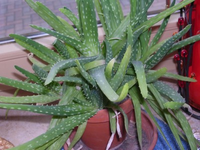 DSCN0298.JPG