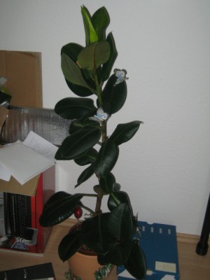 Sonstige Pflanzen 005.jpg