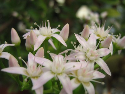 IMG_3711 Crassula ovata.JPG