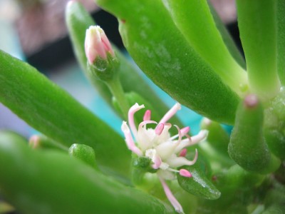 IMG_3709 Crassula portulacea.JPG