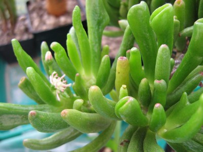 IMG_3710 Crassula portulacea.JPG
