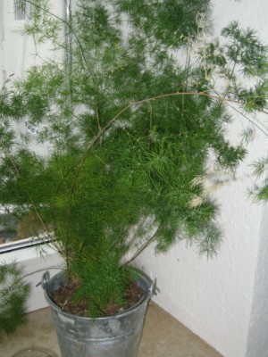 Sonstige Pflanzen 004.jpg