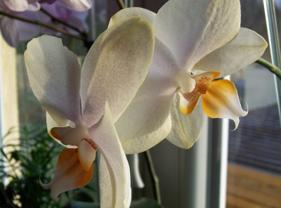 100_8091.jpg