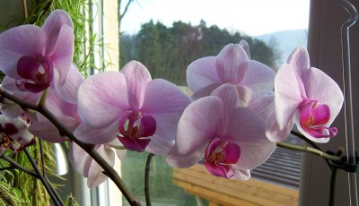 100_8087.jpg