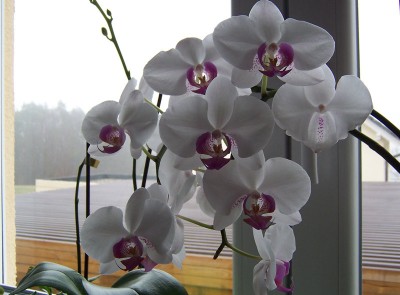 01Orchidee.jpg