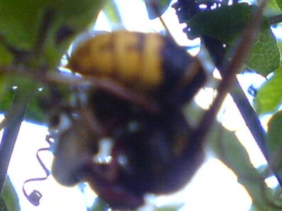 bei Piet Moerman 002.jpg