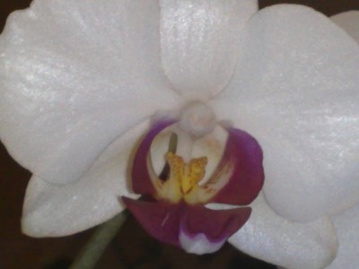 Phaleonopsis 004.jpg