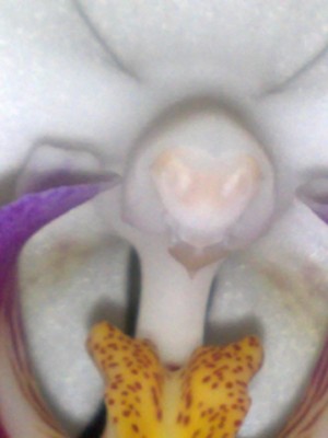 Phaleonopsis 003.jpg