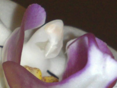 Phaleonopsis 002.jpg
