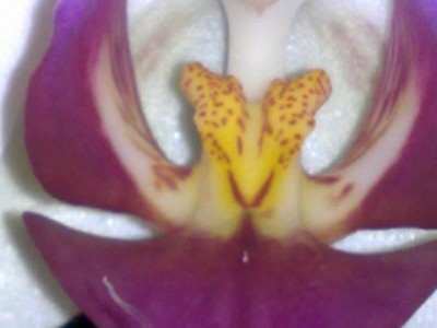 Phaleonopsis 001.jpg