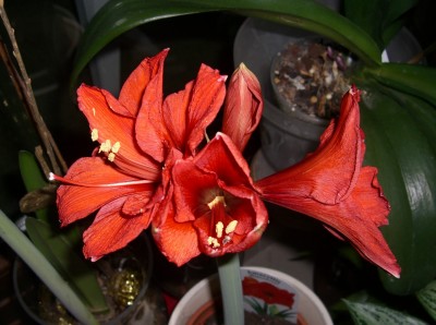 CIMG2099 - Kopie.JPG