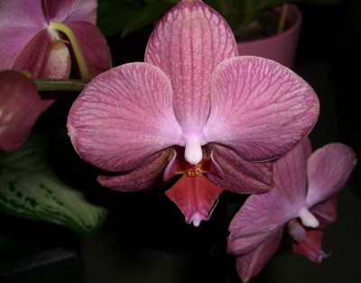 CIMG2104 - Kopie.JPG