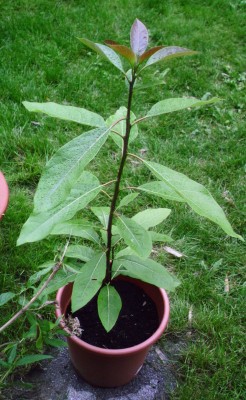 Beschädigungen Juni - August 2007, 22.08.2007003_edited.JPG