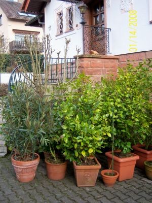 100_0093.jpg