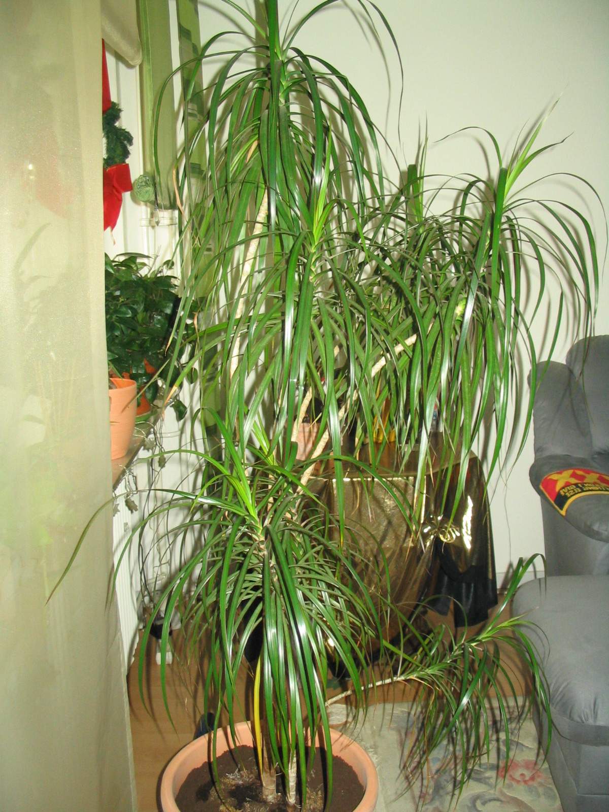 Dracaena marginata tricolour- Drachebaum Zweige weich  Pflegen & Schneiden  & Veredeln  GREEN24 Pflanzen & Garten Forum