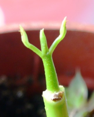 PICT0173.JPG
