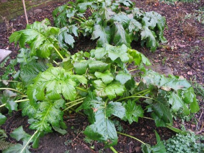 Garten Jan. 08019.jpg