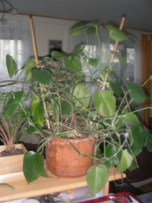 DSCN2452.JPG