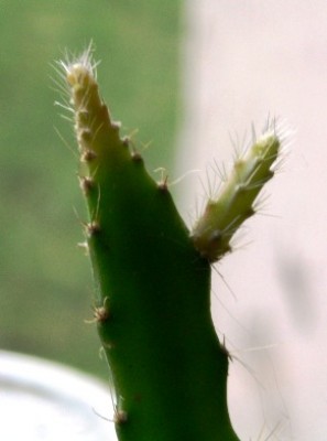 PICT0171.JPG