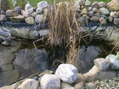 teich heute 002.JPG